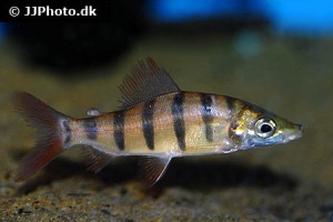Africa - Other Characins