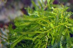 caulerpa taxifolia