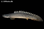 polypterus congicus