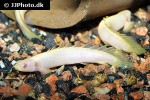 polypterus senegalus albino