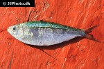 sardinella gibbosa