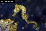 hippocampus erectus